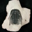 Giant Leonaspis Trilobite - Great Prep #17291-4
